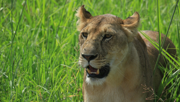 Löwin im Tangarire Nationalpark