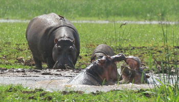 Flusspferde im Lake Manyara Nationalpark