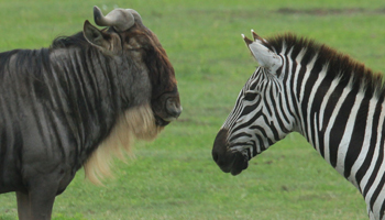 Gnu & Zebra