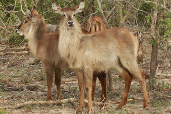 Krüger Nationalpark Antilopen
