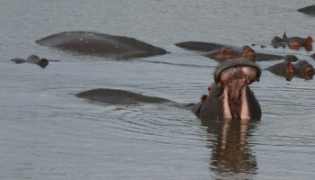 Krüger Nationalpark - Sabi Sands - Flusspferde