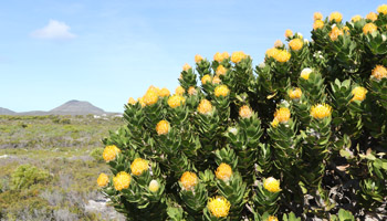 Cape of Good Hope Nature Reserve 