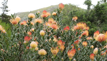 Kirstenbosch Botanical Gardens in Kapstadt