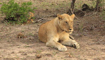 Krüger Nationalpark - Sabi Sands - Löwin