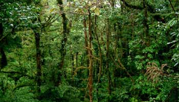 Reserva Biologica del Bosque Nuboso de Monteverde, Costa Rica