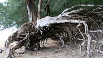Ke’e Beach Park - freigelegte Wurzeln eines Baumes