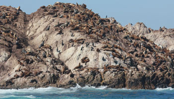 Carmel - 17miles-drive - Seal and bird rock