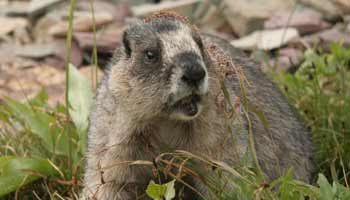 Marmot (Murmeltier)