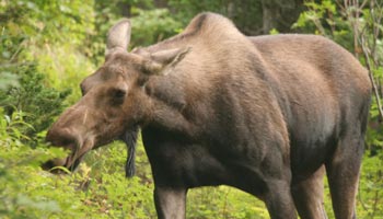 Moose-Kuh Elch