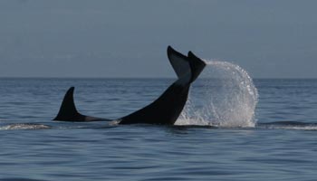 Killerwal - Orca