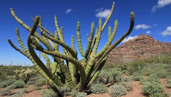 Organ Pipe Cactus Nationalpark