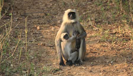 Affen im Sariska Nationalpark