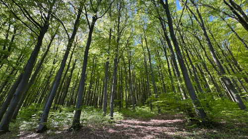 Wienerwald 