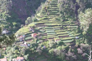 Terrassenwirtschaft auf Madeira