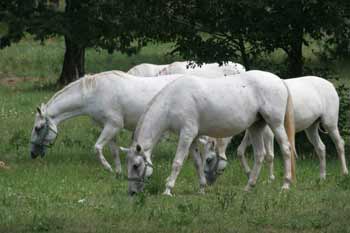 Lipica - Lippizaner Pferde beim Grasen