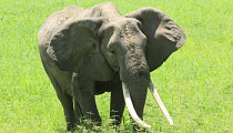 Kenia - Elephant